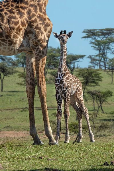 Kenya-Kenya-Masai Mara Conservancy Group of adult giraffes Mother and newborn giraffe close-up